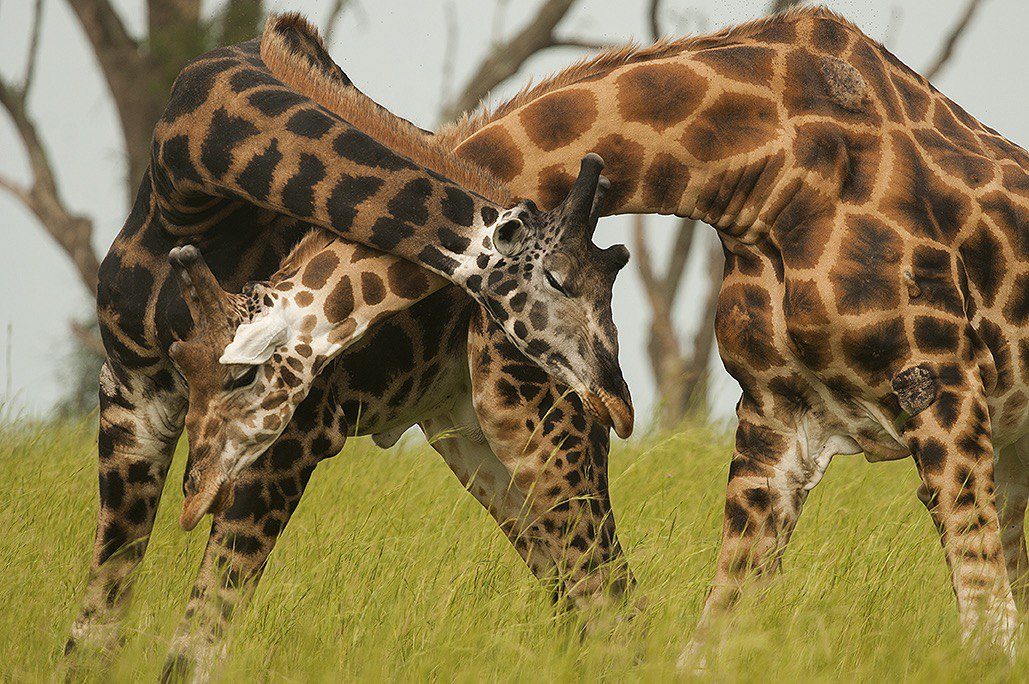 Rolf Muller – Um Ponto de Vista Foto 22032