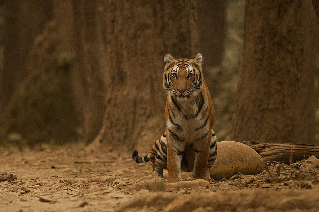 Rolf Muller – Um Ponto de Vista Foto 5733