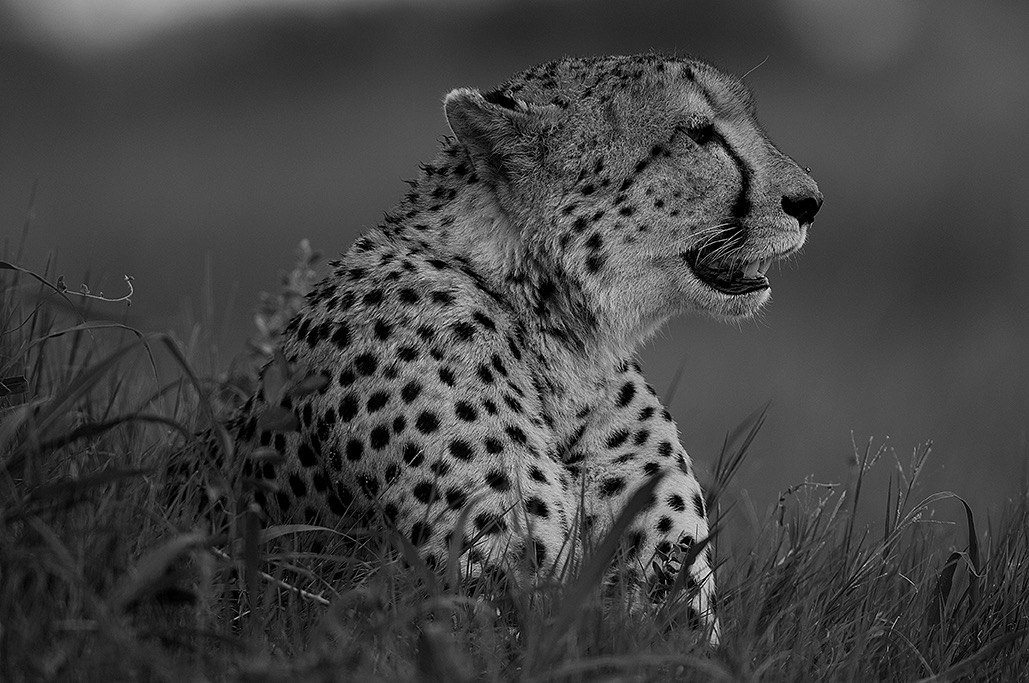 Rolf Muller – Um Ponto de Vista Foto 97577