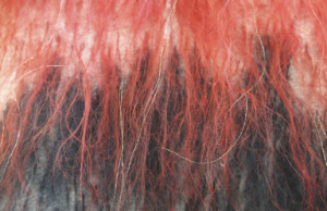 Zilamar-Takeda-2020-03-Hermanos-2019-2