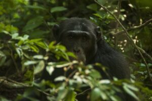 Gorilas da montanha na Floresta Impenetrável de Bwindi, Uganda – Pearl of Africa Tourism Expo 2026