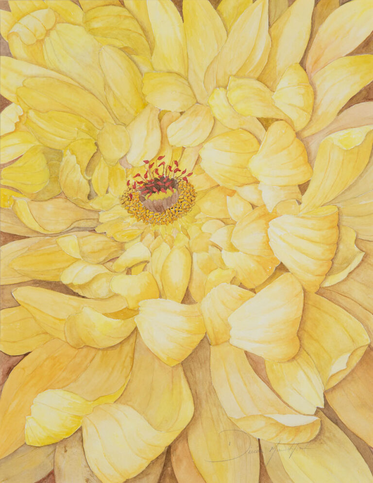 Obra Chrysanthemum Dendranthema